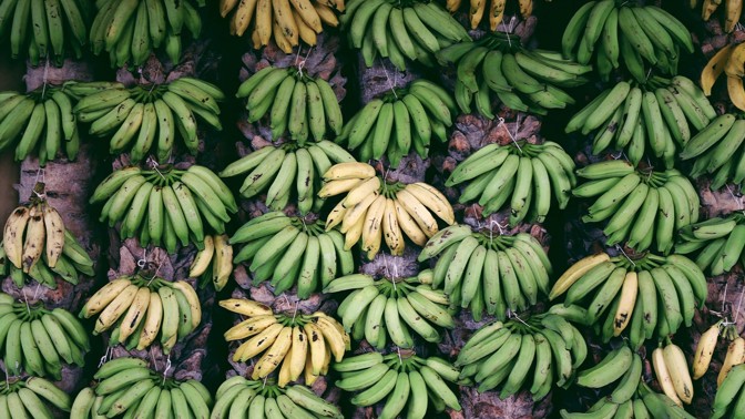 Banánové děti: Neobvyklá léčba celiakie jim nařizovala sníst 200 kusů ovoce týdně. Jak do dopadlo?