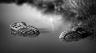 5 fází rozkladu těla: Krutá pravda o tom, co se s námi děje, když naposledy vydechneme