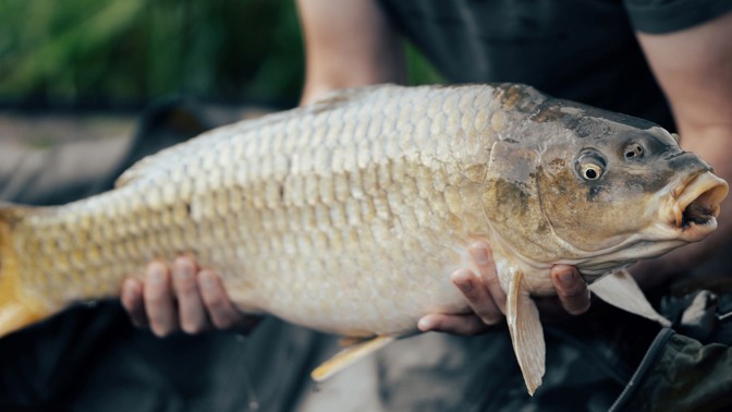 4 nejlepší recepty z kapra: Jak vánoční rybu připravovala Magdalena Dobromila Rettigová?