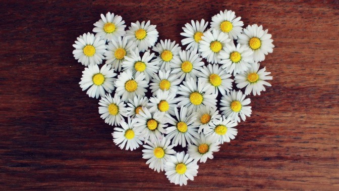 Báječné sedmikrásky: Hodí se na zdravý sirup, jarní salát nebo do kostek ledu