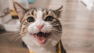 Dokáže kočka sníst člověka? Osud španělské důchodkyně ukazuje, že se neštítí ničeho