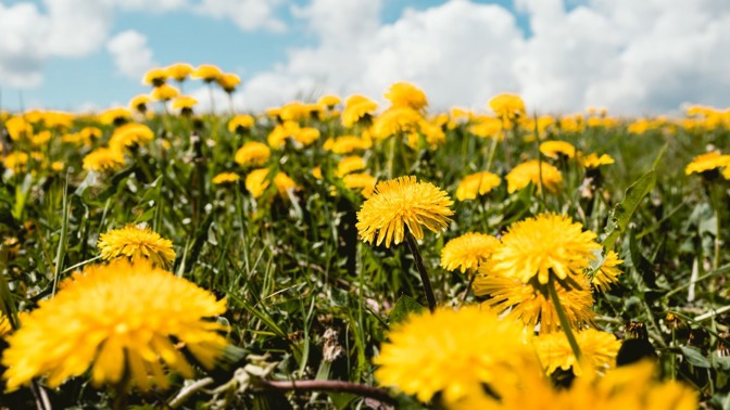 Pampelišky: Jak potlačit hořkost listů a vykouzlit chutný salát? A znáte pampeliškové pesto nebo med?