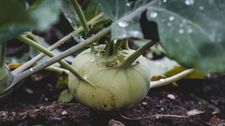 Kedlubna: Na jaře je nejlepší syrová, zkusit můžete i pomazánku a recept s kuřecím masem