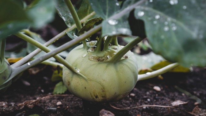 Kedlubna: Na jaře je nejlepší syrová, zkusit můžete i pomazánku a recept s kuřecím masem