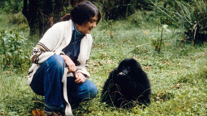 Záhadná smrt Dian Fossey: Vedla drsnou válku s pytláky, ve filmu Gorily v mlze ji hrála Sigourney Weaver