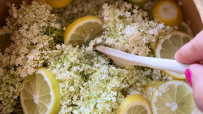 Černý bez: Jak sbírat jeho květy a připravit z nich báječný sirup