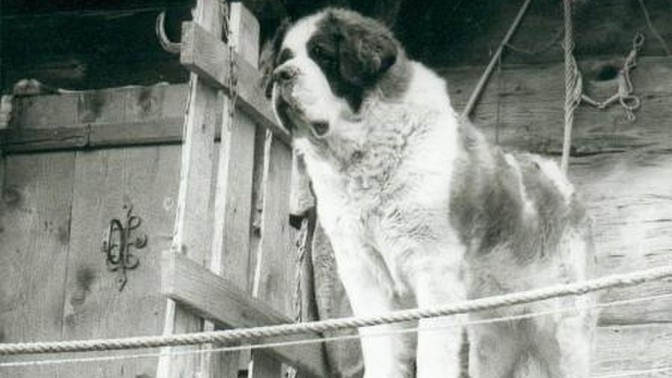 Psi v koncentračních táborech: Strážní je schválně nekrmili, aby byli víc agresivní. Vězně měli nahánět jako stádo ovcí