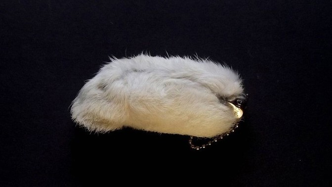 Jak vyrobit králičí tlapku: Talisman pro štěstí si žádá pátek třináctého, úplněk a hrob vraha či zloděje