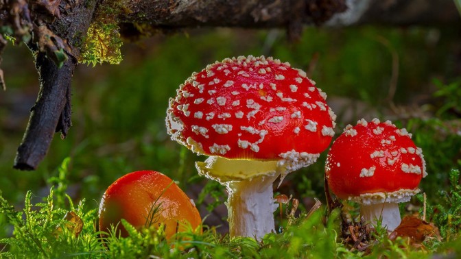 Záchranářka radí, jak postupovat při otravě houbami: Ihned vyhledejte lékaře, čas hraje klíčovou roli