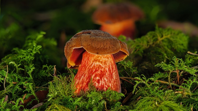 Pozor na jedovaté houby: Tyto lze snadno zaměnit za jedlé, následky přitom mohou být fatální