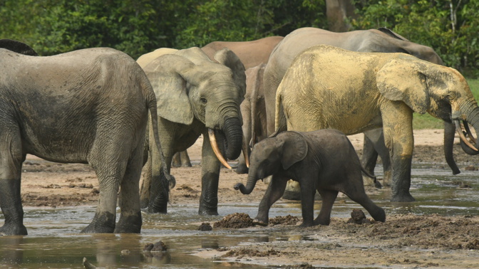 Česká stopa v Africe: Mladý dobrodruh z Třince zachraňuje stáda slonů pro budoucí generace