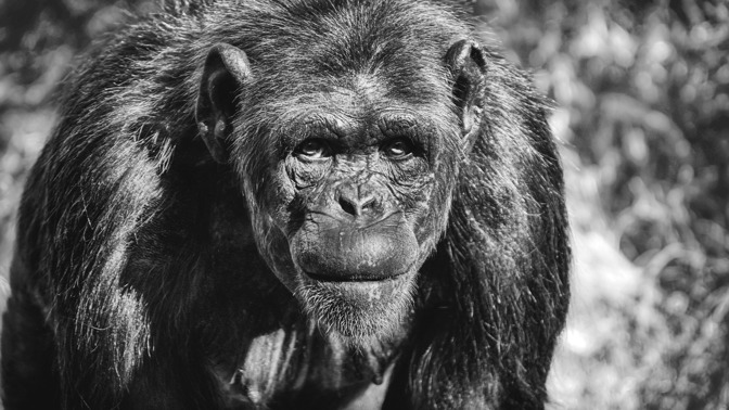 Útok šíleného šimpanze: Český chirurg Bohdan Pomahač musel ženě transplantovat celý obličej