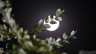 Úplněk v Býku: Pomůže řešit nepříjemné finanční otázky a vnese jasno do vztahů