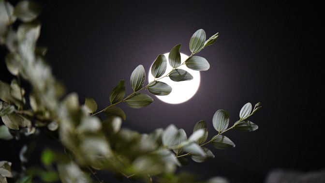 Úplněk v Býku: Pomůže řešit nepříjemné finanční otázky a vnese jasno do vztahů