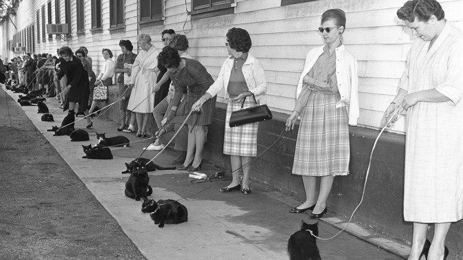 Velký kočičí konkurz: Roli v hororu podle povídek Edgara Allana Poea měla dostat kočka s opravdu podlým pohledem