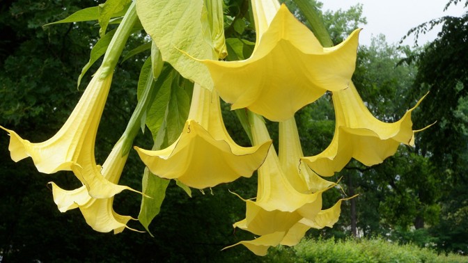 Rostlinný halucinogen skopolamin: Únosci s jeho pomocí paralyzují své oběti