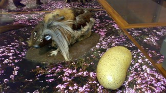 Není haggis jako haggis: Ten první dostaneme v restauraci, druhého prý lze ulovit na černý pepř