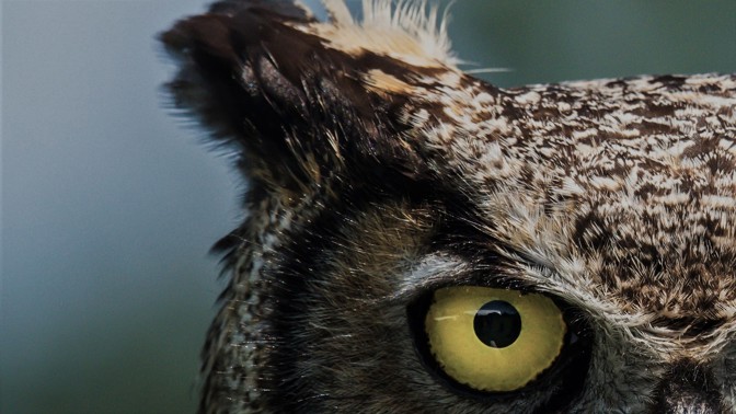 Bizarní mexický přízrak: La Lechuza je prý obří sova s obličejem ženy