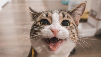 Zábavný horoskop: 3 znamení zvěrokruhu, která by si měla pořídit kočku