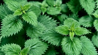 Domácí kopřivový sirup: Vybírejte mladé rostliny, mají nejvíc zdraví prospěšných účinků