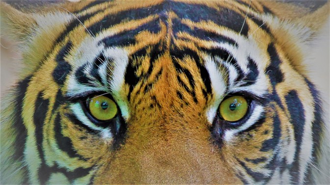 Horoskop: Podívejte se, jaké zvíře vás vystihuje podle vašeho znamení zvěrokruhu