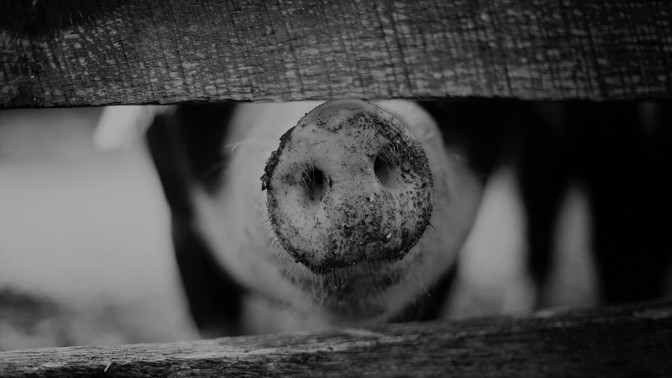 Farma hrůzy: Sériový vrah Robert Pickton házel mrtvé ženy prasatům