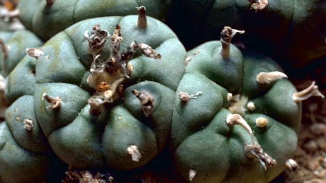 Magický peyotl: Kaktus připomínající kámen prý Aztékům pomáhal nahlížet do budoucnosti, nemít strach a smát se tři dny v kuse