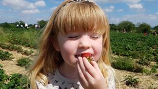 Samosběr jahod je skvělým zážitkem pro děti: Ceny za košík letos začínají na 65 korunách