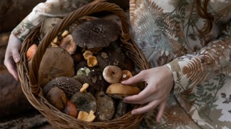 Horoskop pro houbaře: Tři znamení zvěrokruhu, která se z lesa vždy vrátí s plným košíkem