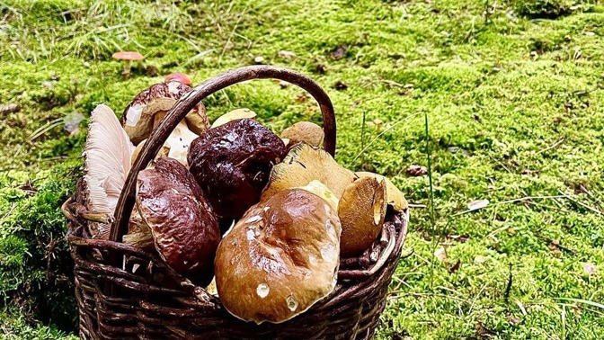  Jak sbírat houby: Příznaky a pomoc při otravě houbami