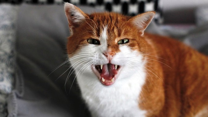 Světový den koček: 11 plemen, která vám zničí nábytek, potrhají záclony i dokonale otráví ostatní členy domácnosti