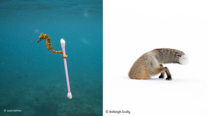 Zabolí i pobaví. Takové jsou nejlepší snímky zvířat žijících ve volné přírodě.