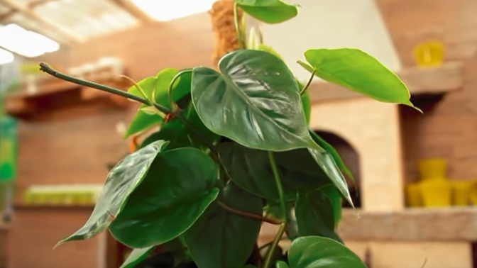 Toxiny sice člověk moc nevnímá, ale z cigaretového kouře vás může pořádně bolet hlava.