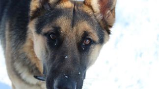 Německý ovčák příčku oblíbenosti jednoznačně vyhrál