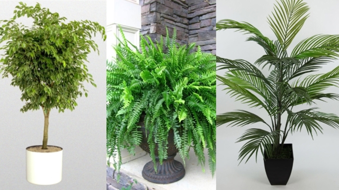 Fíkus, ledviník i areka čistí vzduch a zkvalitňují spánek.