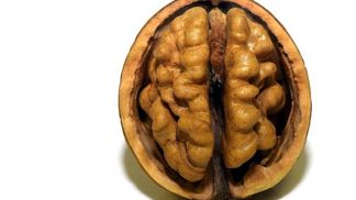 Mozek je vědci stále pořádně neprobádán