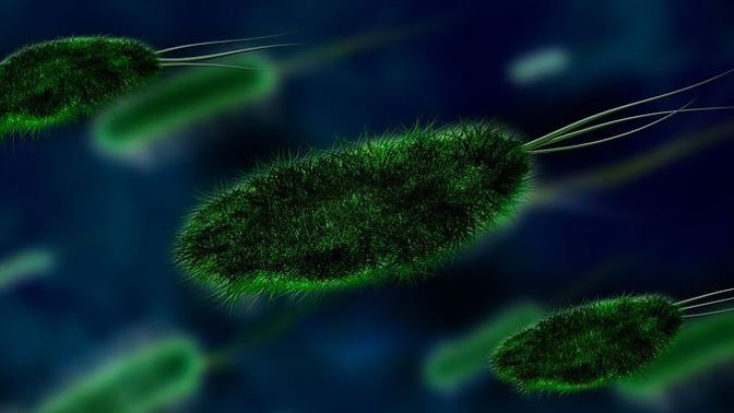 Za zánět močových cest může bakterie Escherichia coli