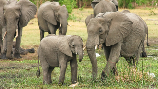 Slon má skutečné city.