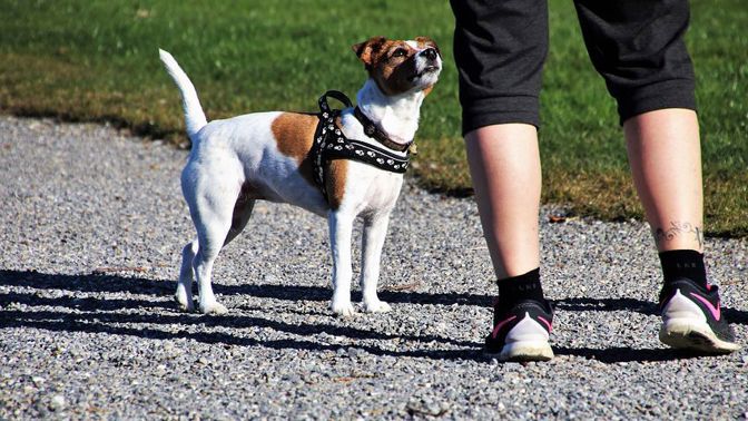 Může zvíře spáchat sebevraždu? Na tuto otázku vědci zatím odpověď nemají