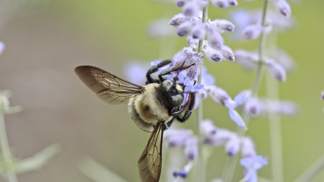 Dráždit vás může pyl z květin.