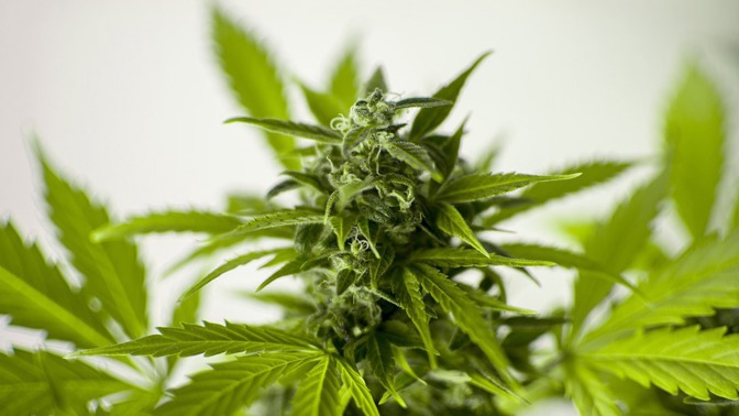 Oslavte tento mezinárodní den puštěním si Boba Marleyho a ponořte se do houpavých rytmů reggae