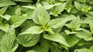 Kopřiva dokáže zázraky.