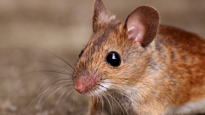 Myši umí nadělat nejenom pořádnou neplechu, ale také mohou přenášet nemoci