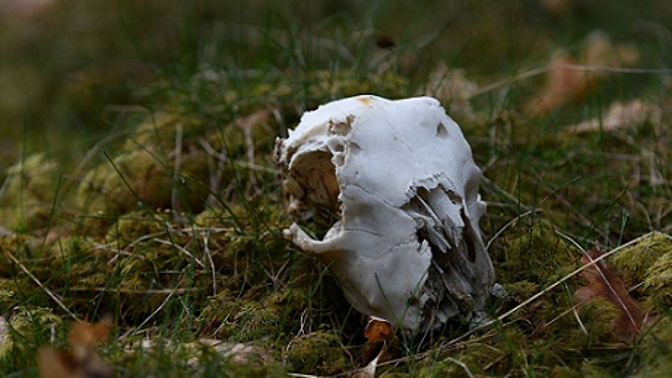 Pravdu o minulých životech pomůže poznat hypnóza