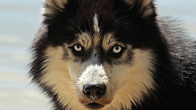 Zvířata jsou, co se týče smyslů, mnohem dál, než člověk. Kdyby člověk neměl svůj mozek, v přírodě by zřejmě neměl šanci přežít.