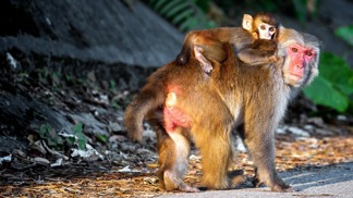 Opice jsou starostlivé mámy. Možná odtud vznikl pojem opičí láska.