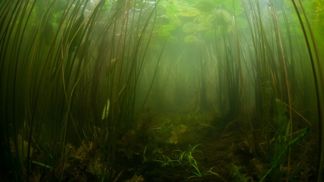 Řasy dovedou v jezírku napáchat neplechu.