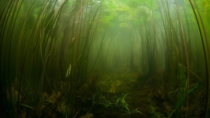 Řasy dovedou v jezírku napáchat neplechu.