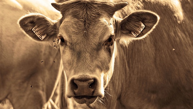 Dovedete si představit, že pijete kravskou moč?