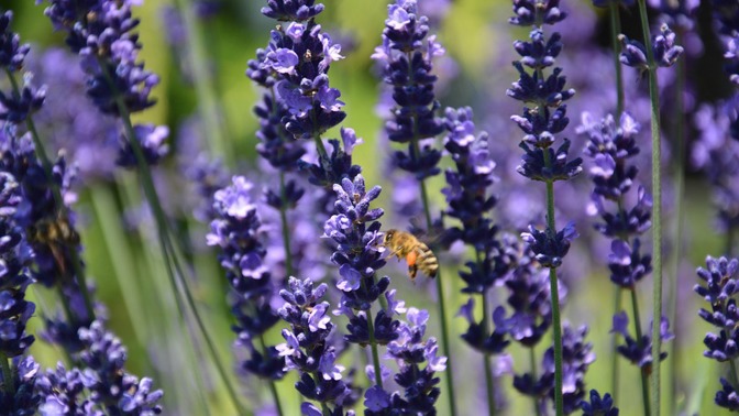 Škůdců na zahradě i ve vašem domově se můžete jednoduše zbavit přírodní cestou.
